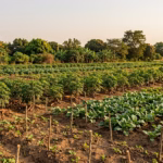 Nigerian Farmers Earn Climate Fi… 202606191329